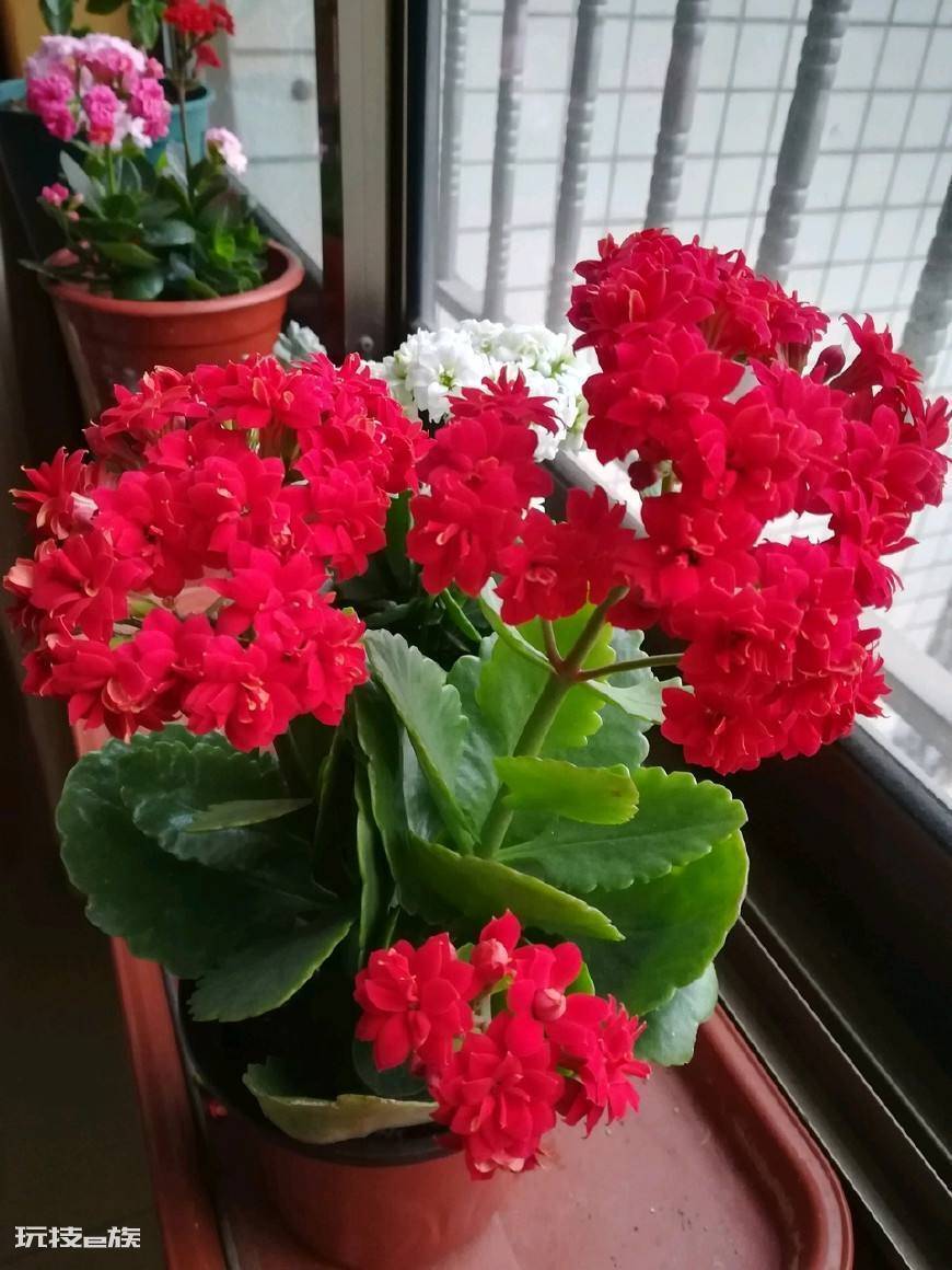 玉树可以嫁接哪些花卉易成活(玉树长寿花嫁接正合适)-图片1